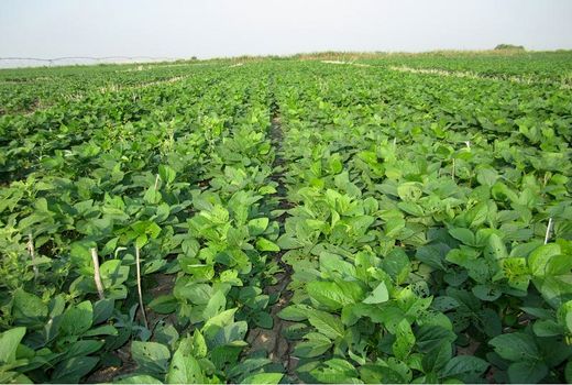 کشت 500 هکتاری سویا در گلوگاه/کشت مکانیزه 300 هکتار