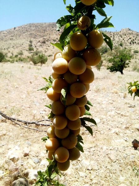 تولید 160 تن آلو بخارای دیم در باغ‌های نی‌ریز
