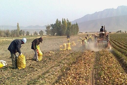 کاهش ۲۵ درصدی کشت سیب‌زمینی در چادگان