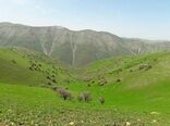 تمام مراتع کشور باید طرح مرتعداری داشته باشند