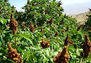 آغاز برداشت سماق از سطح یک هزار هکتار از مزارع  سردشت