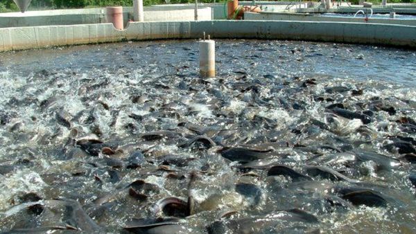 اجرای پایش باقیمانده‌های دارو، سموم، فلزات سنگین در مزارع پرورش ماهیان قزل آلای آذربایجان غربی