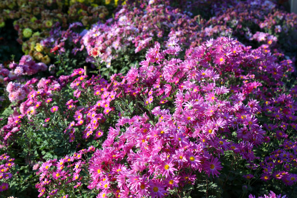 بازدید تور رسانه ای از باغ ملی گیاه شناسی ایران                   