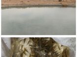 رهاسازی بچه ماهی آمور وکپور در طبس