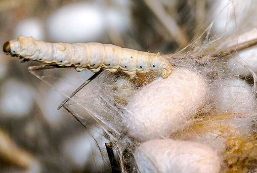 ظرفیت بالای درآمد زایی از پرورش کرم ابریشم