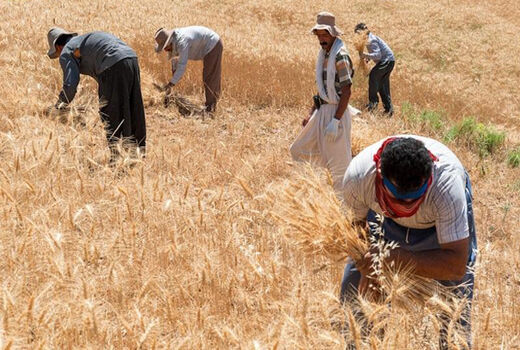 گندم‌کاران به رهبری نامه نوشتند