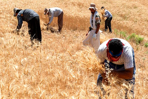 گندم‌کاران به رهبری نامه نوشتند