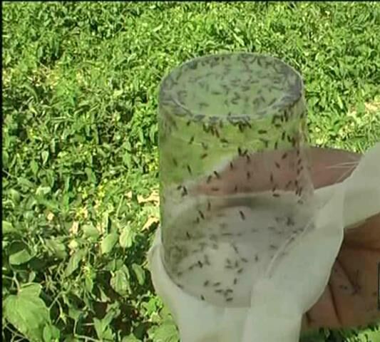 انجام مبارزه بیولوژیک در۲۳۰۰ هکتار از مزارع گوجه فرنگی و ذرت آذربایجان غربی 