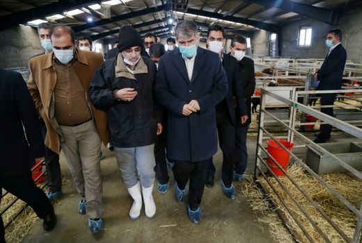 بازدید وزیر جهاد کشاورزی از طرح پرورش گوسفند پُربازده در شهرستان زنجان