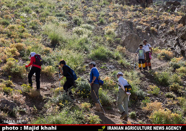 کوه پیمایی