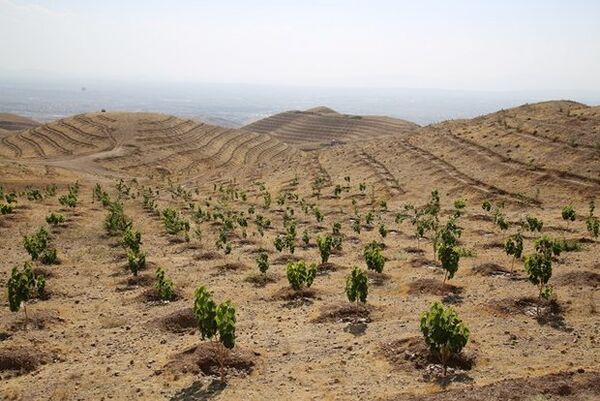 آمادگی تولید پنج میلیون نهال توسط شرکت کشت و صنعت کارون