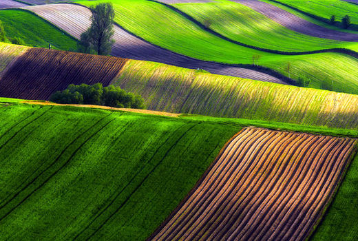 آذربایجان‌شرقی رتبه نخست اجرای طرح کشت قراردادی در کشور است