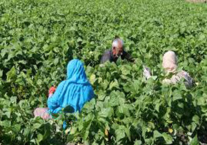 رتبه اول فارس اعلام شد