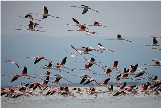 دوره آموزش مجازی 