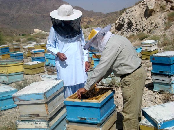 برداشت 90تن عسل در سیستان و بلوچستان