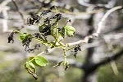 خسارت 236 میلیارد تومانی به محصولات کشاورزی بر اثر سرمازدگی