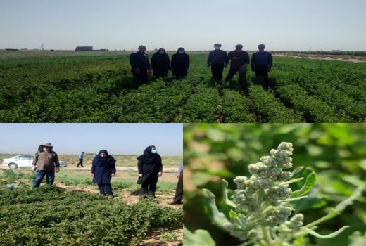 بازدید کارشناسان فنی از مزرعه الگویی کینوا در شهرستان بوئین زهرا