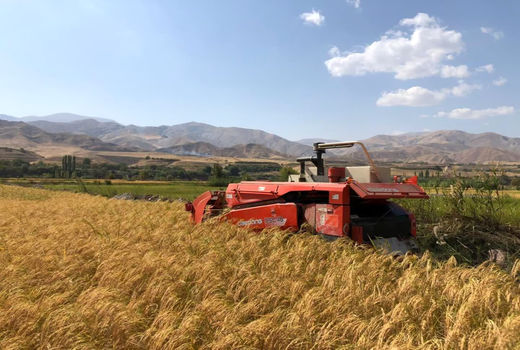 آغاز برداشت برنج از شالیزارهای قزوین با پیش‌بینی برداشت 18هزار تن شلتوک