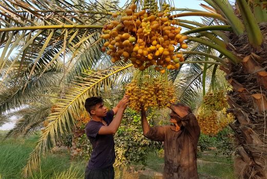 ارتقاء بهبود نخلستان با گسترش میانه کاری در آبادان 