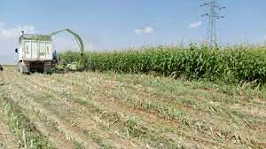 آغاز کاشت ذرت علوفه‌ای در مزارع فریدن