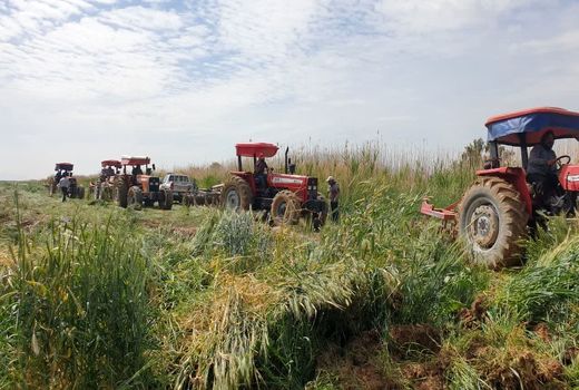 عملیات امحاء مزارع آلوده در شرق شیراز آغاز شد 