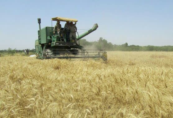 نقش مصرف کودهای یارانه‌ای در افزایش معنادار تولید محصولات اساسی در البرز