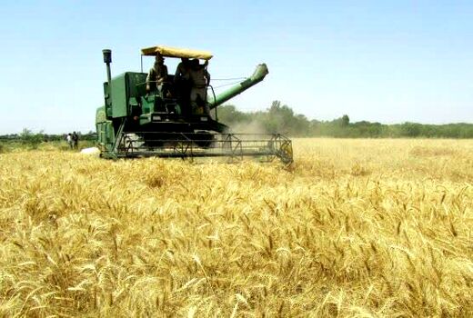 نقش مصرف کودهای یارانه‌ای در افزایش معنادار تولید محصولات اساسی در البرز