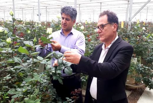 بازدید مسئولان جهاد کشاورزی مهاباد از گلخانه رز شاخه بریده هلندی 