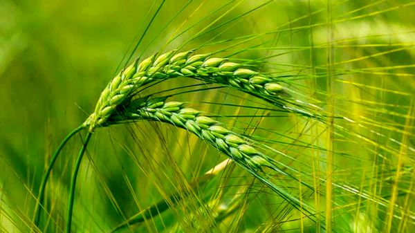اراضی آبی برای کشت جو ظرفیت‌یابی شوند/ توسعه پایدار تولید جو