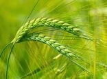 اراضی آبی برای کشت جو ظرفیت‌یابی شوند/ توسعه پایدار تولید جو