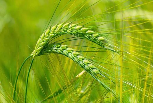اراضی آبی برای کشت جو ظرفیت‌یابی شوند/ توسعه پایدار تولید جو