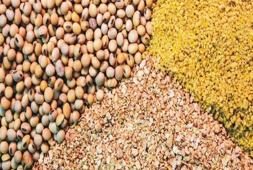 اختصاص بیش از 9 هزار تن نهاده دامی به استان چهارمحال و بختیاری