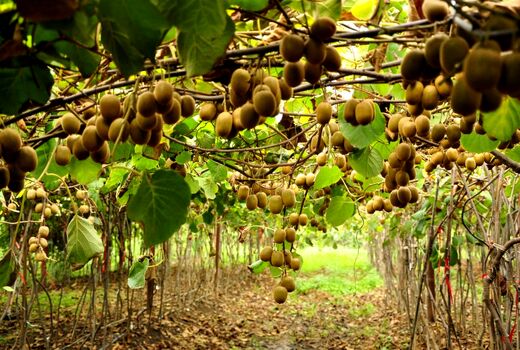 گیلان با ۲۲۰ هزار تن کیوی و جایگاه برتر طیور، پیشتاز کشاورزی شد