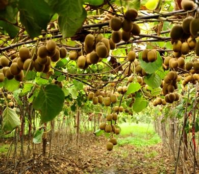 گیلان با ۲۲۰ هزار تن کیوی و جایگاه برتر طیور، پیشتاز کشاورزی شد