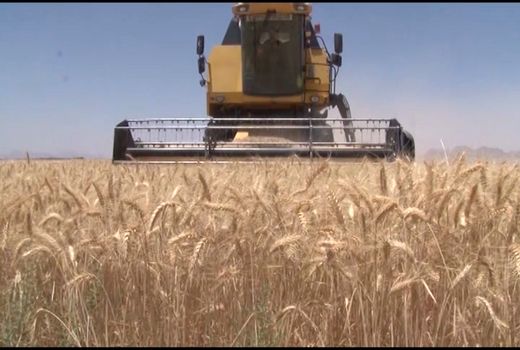 خرید بیش از ۳۵۰۰ تن گندم از کشاورزان شاهین شهر و میمه