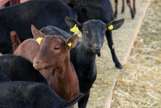 فرآیند برندسازی پروژه تکثیر بز شیری نژاد مورسیا در یزد اجرایی می شود