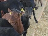 فرآیند برندسازی پروژه تکثیر بز شیری نژاد مورسیا در یزد اجرایی می شود
