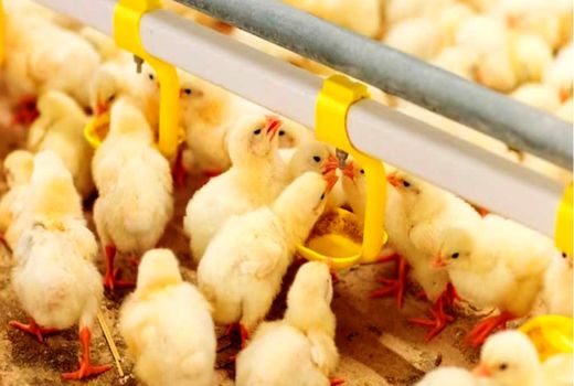 ۱۲.۸ میلیون قطعه جوجه‌ریزی در چهارمحال و بختیاری انجام شد