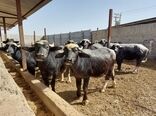 تأکید پژوهشگران خوزستانی بر استفاده از روش‌های علمی در پرورش گاومیش

