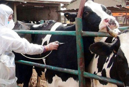 پایان فاز دوم واکسیناسیون تب برفکی دام‌های سنگین در خوزستان