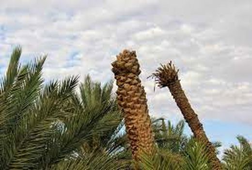 افزایش 70 هزار تنی خرما با احیا نخلستان‌های بی سر خوزستان