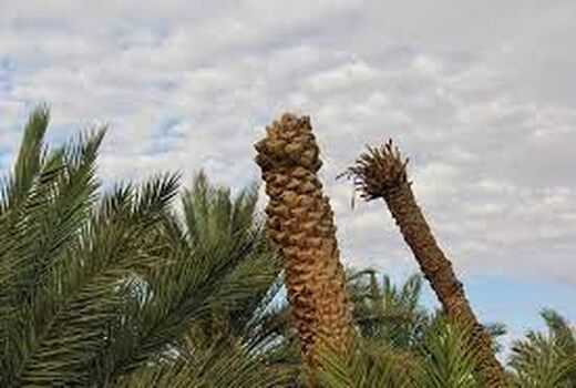 افزایش 70 هزار تنی خرما با احیا نخلستان‌های بی سر خوزستان