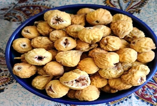 آغاز برداشت از بزرگترین انجیرستان دیم جهان  