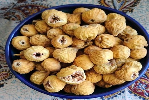 آغاز برداشت از بزرگترین انجیرستان دیم جهان  