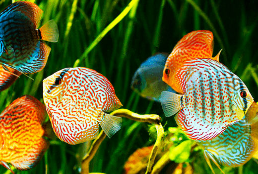 تقویت صنعت ماهیان زینتی، فرصتی ناب برای ارزآوری