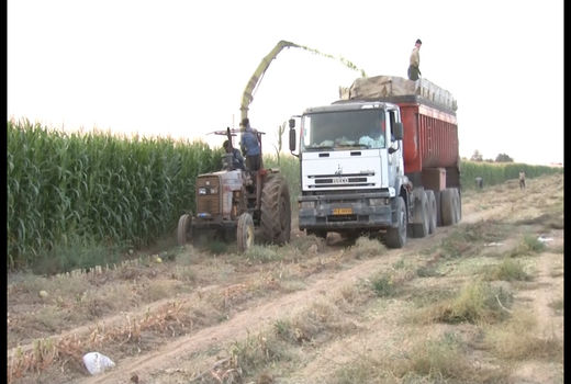 برداشت ۳۰ هزار تن ذرت علوفه‌ای از مزارع میمه