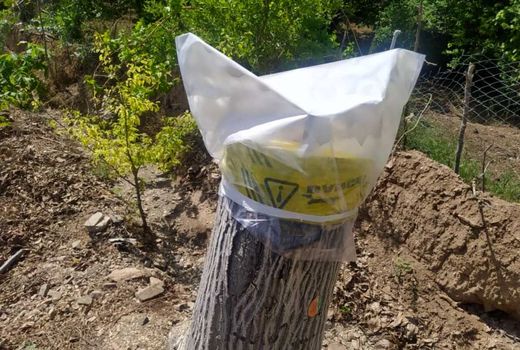 طرح سرشاخه‌کاری درختان گردو در کاشان اجرا شد