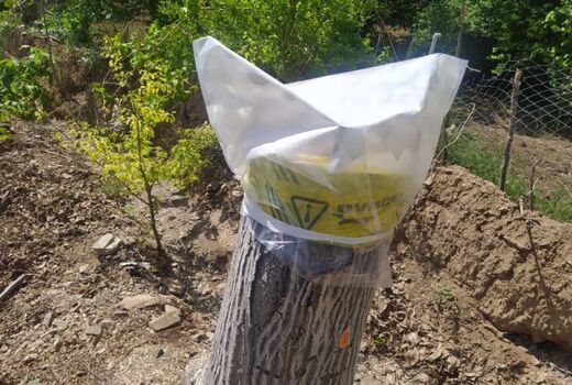 طرح سرشاخه‌کاری درختان گردو در کاشان اجرا شد