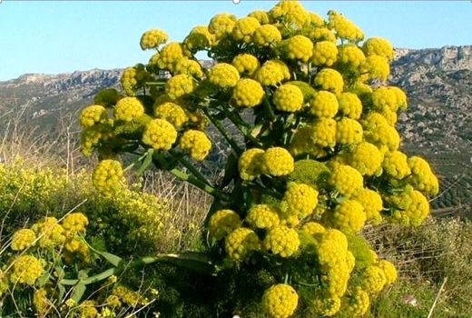 برداشت یک تن شیره باریجه از عرصه‌های طبیعی شیروان 