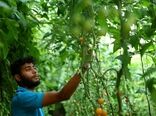 افزایش بودجه طرح مشترک آمریکا و امارات برای کشاورزی سازگار با محیط زیست